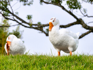 duck
