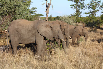 Fototapeta premium Afrikanischer Elefant / African elephant / Loxodonta africana...