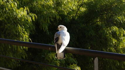 Paloma posada en un cable telefónico