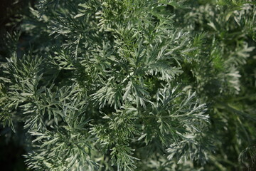 Fototapeta na wymiar Pale green plants of Common Wormwood Green grass texture