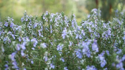 Rosemary salvia herb in garden, California USA. Springtime meadow romantic atmosphere, morning wind, delicate pure greenery of aromatic sage. Spring fresh garden or lea in soft focus. Flowers blossom.