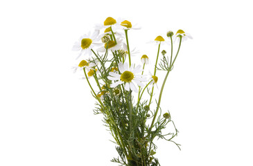 medical chamomile isolated
