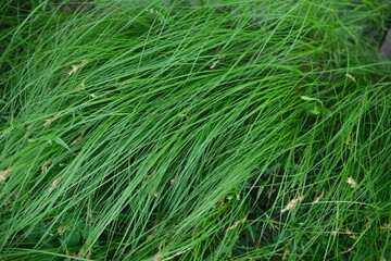 the texture of long green grass. Seamless. Saturated colors. Diagonal spray pattern