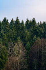 The majesty of the silent evergreen forest, spruce and pine forest during frost, a natural winter phenomenon.