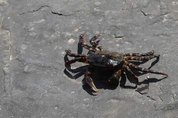 A small, gray, speckled sea crab on a large, flat gray rock