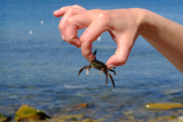 Caught under a rock, a small gray speckled crab is held aloft in one hand against the sea.