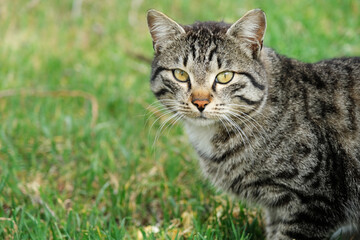 Sweet cat with yellow eyes with black pattern on the grass