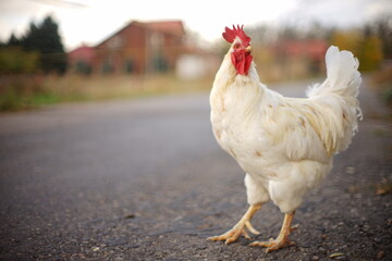 Blurred portrait of a white rooster on an asphalt road. Autumn in the village.