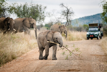 Fototapeta na wymiar Elephant in the Pilansberg nature reserve crossing a road with cars in the background. 