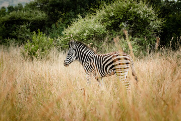 Fototapeta na wymiar A baby zebra in the Pilansberg nature reserve in South Africa