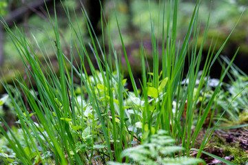 green background