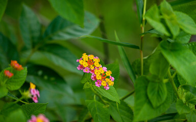 Two yellow & pink Lantana camara flowers
