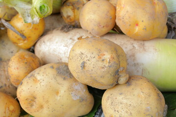 新鮮で健康的な美味しそうな丸いジャガイモ

