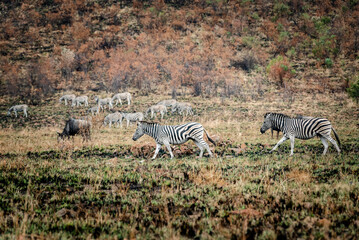 Fototapeta na wymiar Zebras and Wildebeest in the Pilansberg nature reserve in South Africa