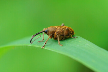 Closeup of a small long nosed weevil, Curculio glandium sitting on a blade of grass