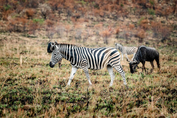 A Zebra in the Pilansberg nature reserve in South Africa