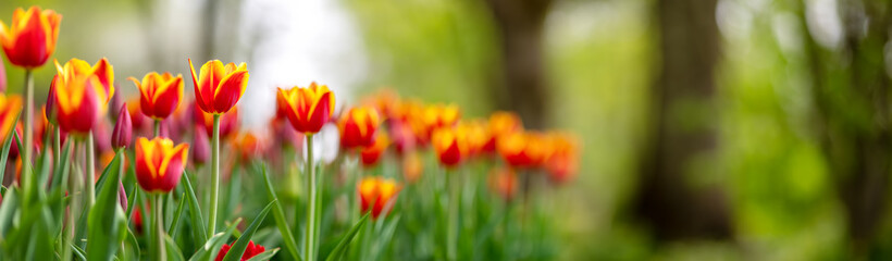 Tulips in flower beds in the park in spring - obrazy, fototapety, plakaty