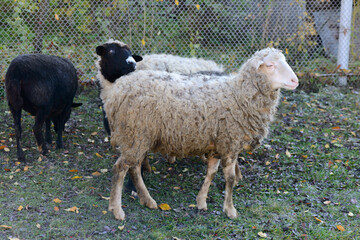 White and black sheep stand at the fence on the grass