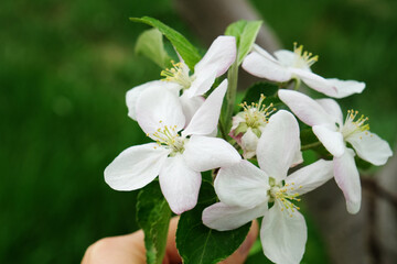 White apple tree blossom in green blurred background