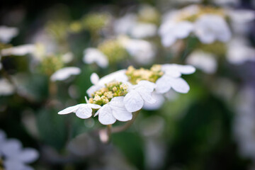 white flowers in the garden