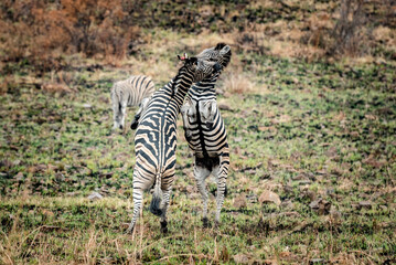 Tow young Zebras playing and fighting with each other