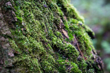 moss on tree