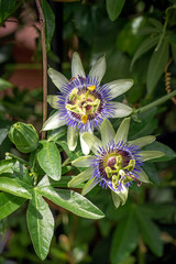 Passiflora caerulea, the blue Passion flower