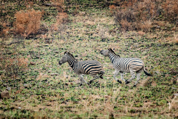 Fototapeta na wymiar Tow young Zebras playing and fighting with each other