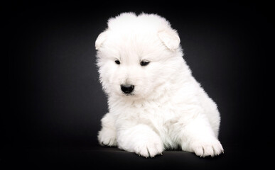 white swiss shepherd puppy on black background