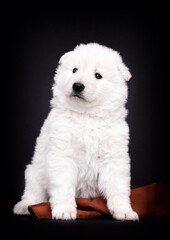 Berger Blanc Suisse puppy