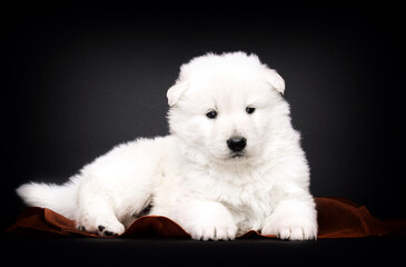 Berger Blanc Suisse puppy on black background