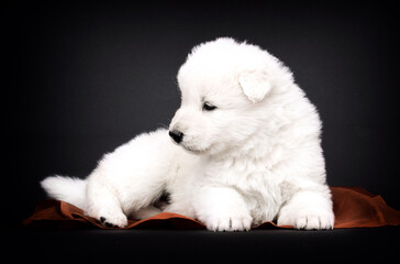 Berger Blanc Suisse puppy on black background