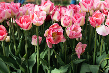 beautiful tulip field in spring