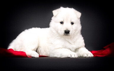 Berger Blanc Suisse puppy in a red scarf on a black background