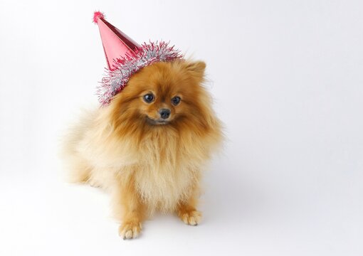 Pomeranian puppy wearing red Christmas hat isolated on white background