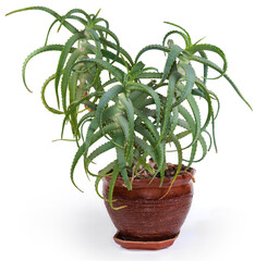 Decorative aloe growing in a flower pot on white background