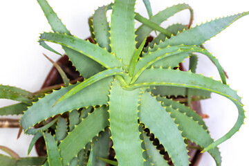 Leaves rosette of room aloe, top view in selective focus