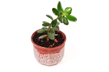 Young Crassula ovata growing in flower pot on white background