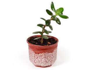 Young single-stem Crassula ovata growing in flower pot
