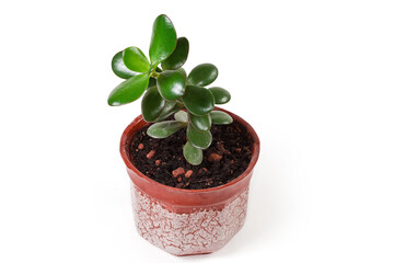 Young Crassula ovata growing in flower pot on white background