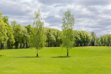 Obraz premium Two birches growing among big glade in spring park