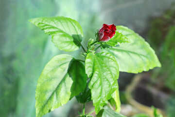 Branch of flowering room tea-rose on a blurred background