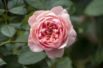 English Rose: The Alnwick Rose, a double pink scented rose