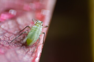 Aphid suck the sap from a leaf.Highly close up shot of an aphid with sting and antennae. Aphids are harmful to plants. Liguria, Italy.