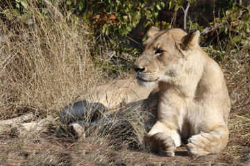 Afrikanischer Löwe / African lion / Panthera leo.