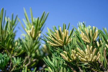 青空とコウヤマキの花