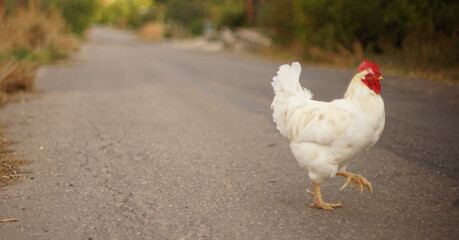 Portrait of a white rooster on an old asphalt road in autumn.