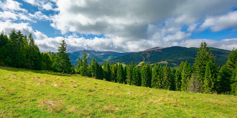 Fototapeta na wymiar spruce forest on the grassy hillside meadow. carpathian mountain landscape on a cloudy summer day