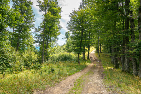 country road through beech forest. nature scenery in summer. dappled lite through foliage on the ground