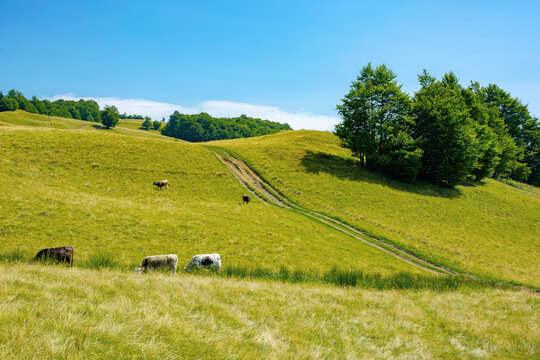 mountain landscape with pasture on a sunny day. beech trees on the hill. beautiful countryside rural scenery in summer
